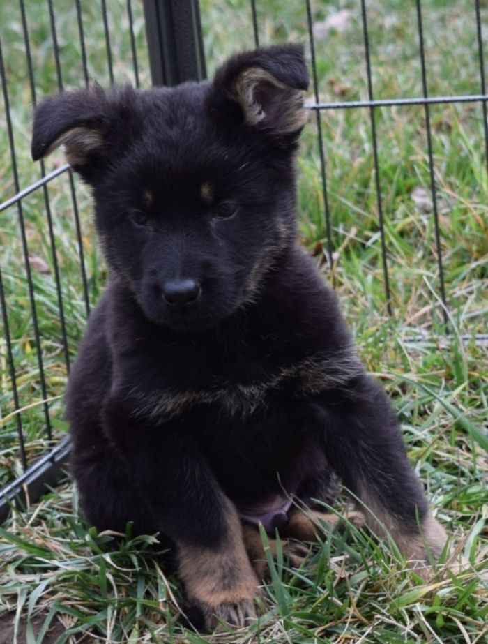 6 Weeks Bi-Color ?? | German Shepherds Forum